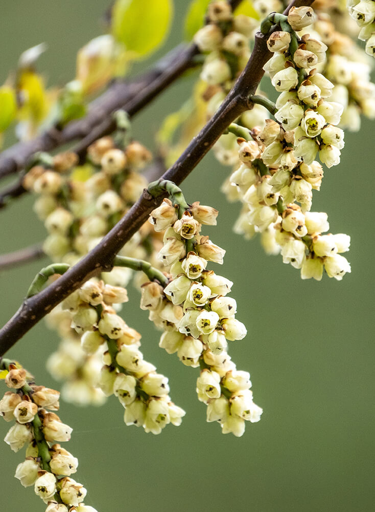 Close-up of a branch with small white flowers against a blurred green background