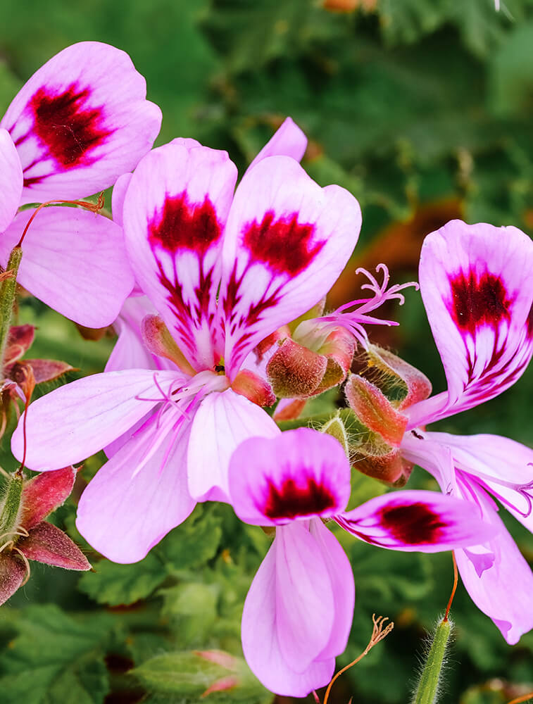 Close-up of pink flowers with a red center on a green background