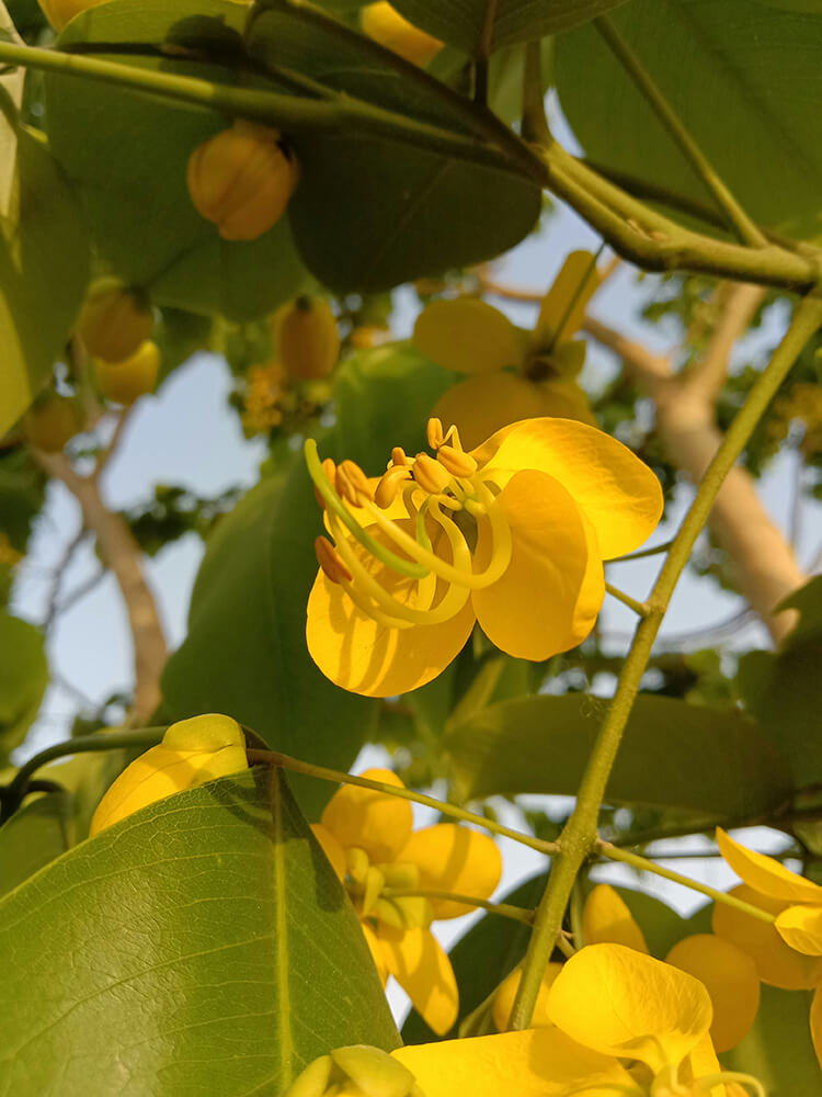Yellow flowers with green leaves on a tree