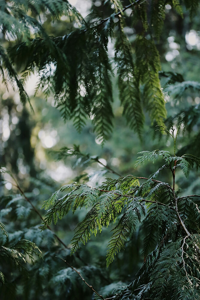 Close-up of green tree branches with a blurred forest background