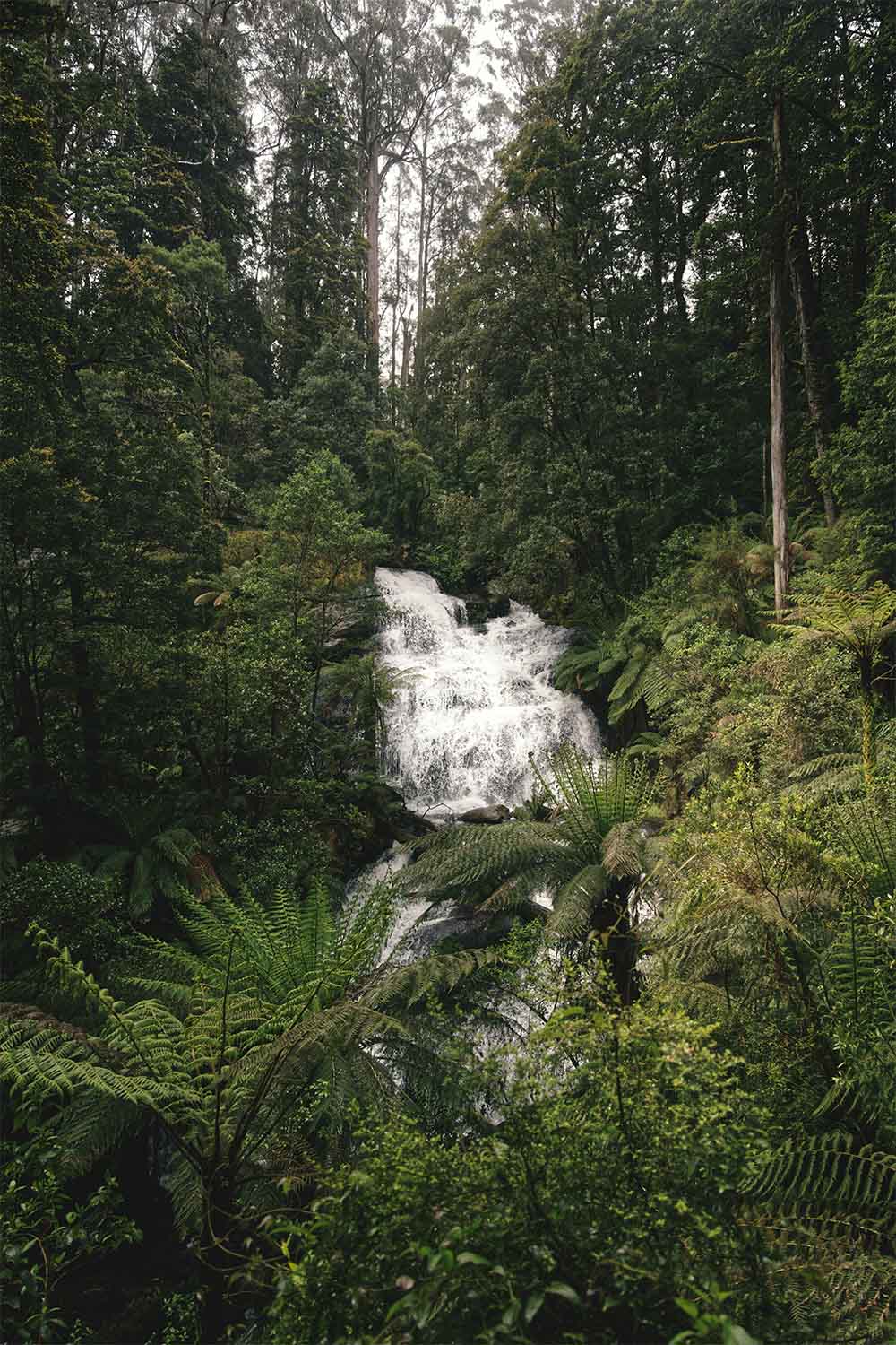 Waterfall surrounded by dense green forest