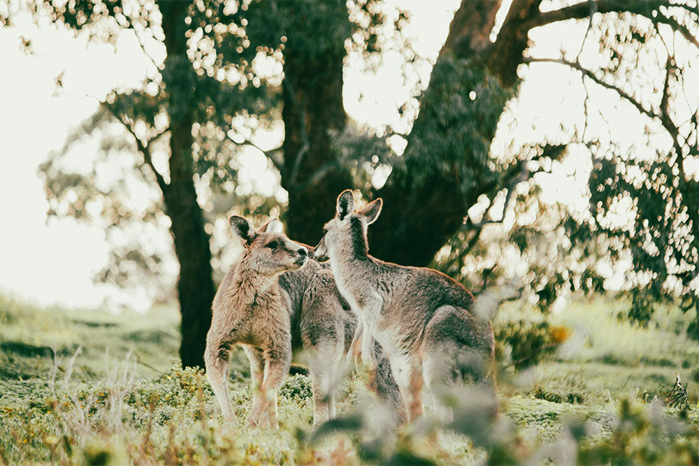 Two kangaroos standing in a grassy field with trees in the background