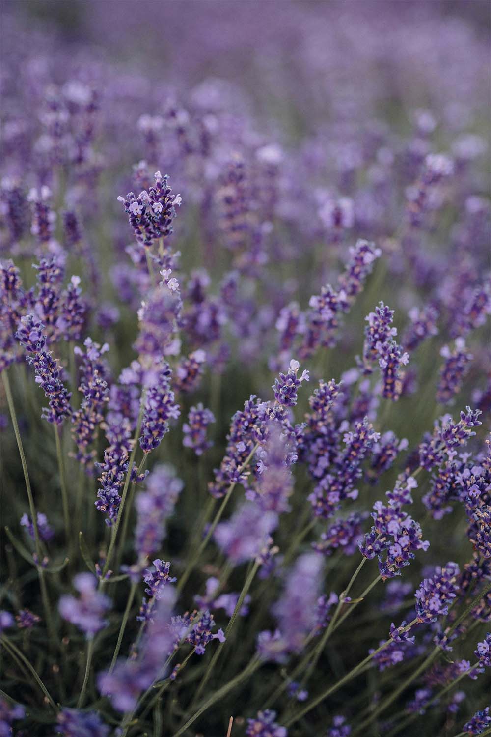 Close-up of lavender flowers with a blurred background