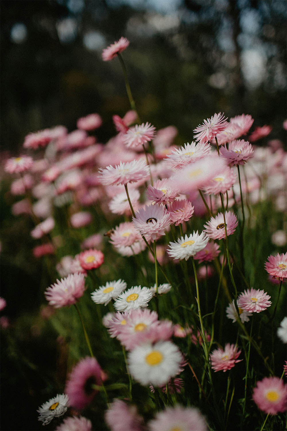 Pink and white flowers in a field with a blurred background