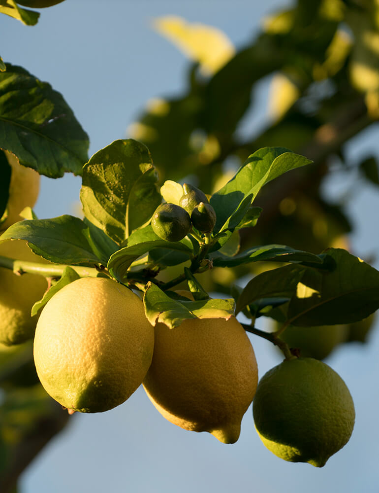 Lemons hanging from a tree with a clear blue sky background